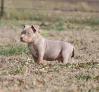 Buster, a male American Bully for sale in Bolivar, MO – Photo 3 of 4