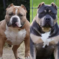 Buster, a male American Bully for sale in Bolivar, MO – Photo 6 of 6