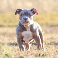 Buster, a male American Bully for sale in Bolivar, MO – Photo 3 of 6