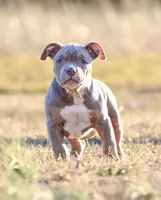 Buster, a male American Bully for sale in Bolivar, MO – Photo 1 of 4