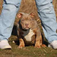 Buster, a male American Bully for sale in Bolivar, MO – Photo 1 of 6