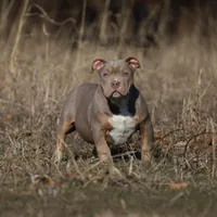 Buster, a male American Bully for sale in Bolivar, MO – Photo 2 of 6
