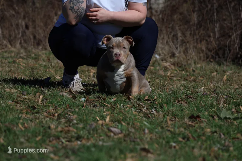 Buster – American Bully puppy for sale in Bolivar, MO