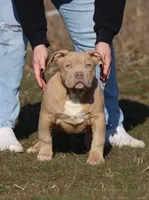 Boom , a male American Bully for sale in Bolivar, MO – Photo 1 of 5
