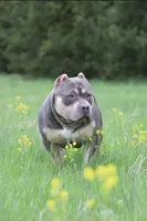 Boom , a male American Bully for sale in Bolivar, MO – Photo 4 of 5