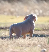 Boom , a male American Bully for sale in Bolivar, MO – Photo 5 of 5