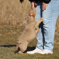 Bella, a female American Bully for sale in Bolivar, MO – Photo 3 of 9