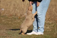 Bella, a female American Bully for sale in Bolivar, MO – Photo 3 of 9