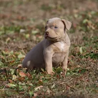 Bella, a female American Bully for sale in Bolivar, MO – Photo 7 of 9