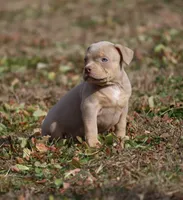 Bella, a female American Bully for sale in Bolivar, MO – Photo 7 of 9