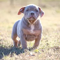 Bella, a female American Bully for sale in Bolivar, MO – Photo 4 of 9