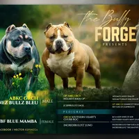 Bella, a female American Bully for sale in Bolivar, MO – Photo 9 of 9