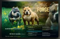 Bella, a female American Bully for sale in Bolivar, MO – Photo 9 of 9