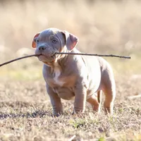 Bella, a female American Bully for sale in Bolivar, MO – Photo 5 of 9