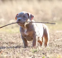 Bella, a female American Bully for sale in Bolivar, MO – Photo 5 of 9