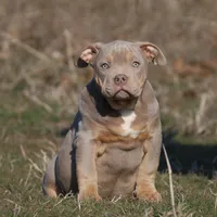 Bella, a female American Bully for sale in Bolivar, MO – Photo 1 of 9