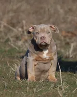 Bella, a female American Bully for sale in Bolivar, MO – Photo 1 of 9