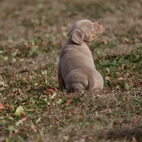 Bella, a female American Bully for sale in Bolivar, MO – Photo 6 of 9