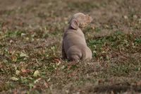 Bella, a female American Bully for sale in Bolivar, MO – Photo 6 of 9