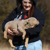 Bella, a female American Bully for sale in Bolivar, MO – Photo 2 of 9
