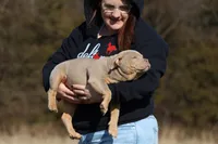 Bella, a female American Bully for sale in Bolivar, MO – Photo 2 of 9