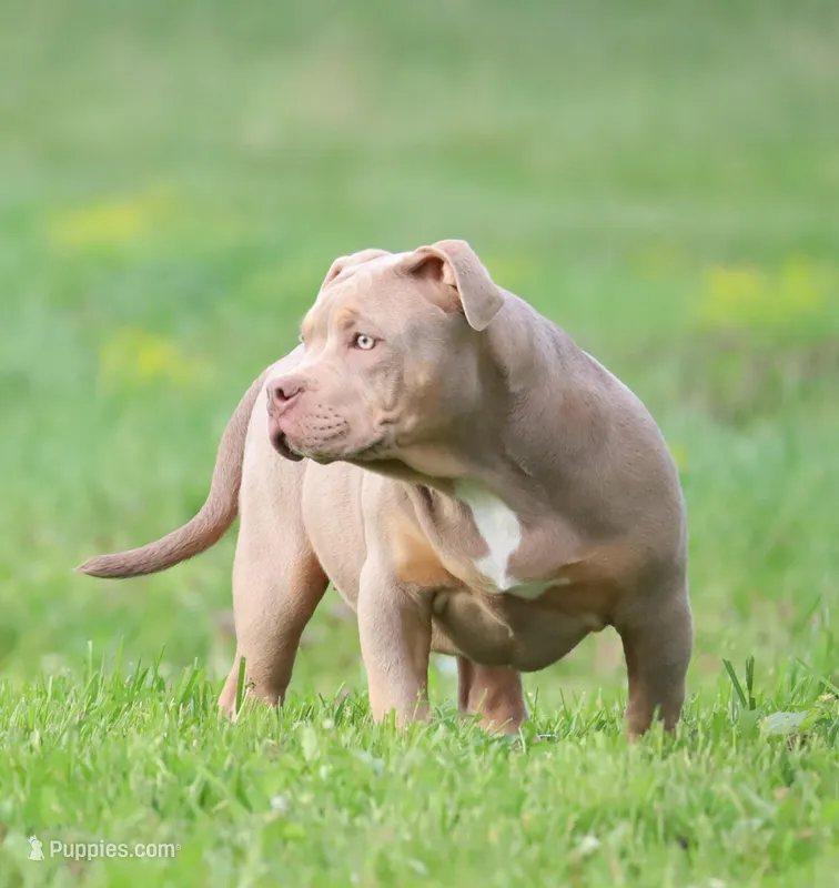 Bella – American Bully puppy for sale in Bolivar, MO