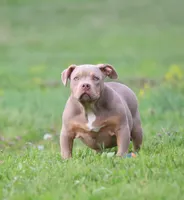 Bella, a female American Bully for sale in Bolivar, MO – 2 of 9