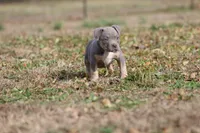 Sage, a female American Bully for sale in Bolivar, MO – Photo 3 of 6