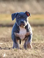 Sage, a female American Bully for sale in Bolivar, MO – Photo 2 of 6