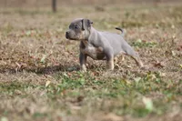 Sage, a female American Bully for sale in Bolivar, MO – Photo 5 of 6