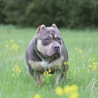Lyla, a female American Bully for sale in Bolivar, MO – Photo 5 of 5