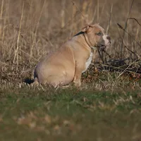 Lyla, a female American Bully for sale in Bolivar, MO – Photo 3 of 5