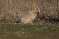 Lyla, a female American Bully for sale in Bolivar, MO – Photo 3 of 5