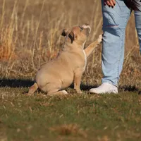 Lyla, a female American Bully for sale in Bolivar, MO – Photo 2 of 5