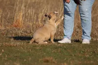 Lyla, a female American Bully for sale in Bolivar, MO – Photo 2 of 5