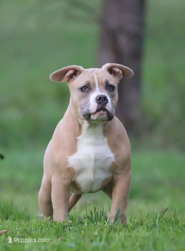 Lyla – American Bully puppy for sale in Bolivar, MO