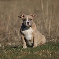 Lyla, a female American Bully for sale in Bolivar, MO – Photo 1 of 5