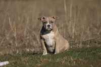 Lyla, a female American Bully for sale in Bolivar, MO – Photo 1 of 5
