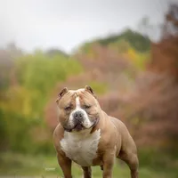 Lyla, a female American Bully for sale in Bolivar, MO – Photo 4 of 5