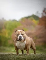 Lyla, a female American Bully for sale in Bolivar, MO – Photo 4 of 5