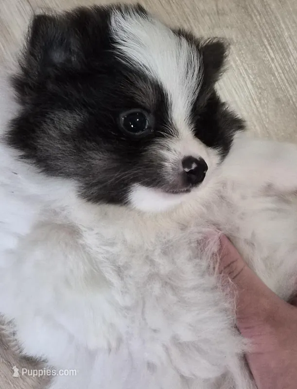 Prince – Pomeranian puppy for sale in Stockton, CA