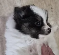 Prince, a male Pomeranian for sale in Stockton, CA – Photo 4 of 5