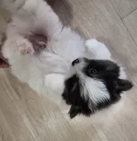 Prince, a male Pomeranian for sale in Stockton, CA – Photo 3 of 5