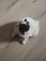 Prince, a male Pomeranian for sale in Stockton, CA – Photo 8 of 9