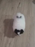 Prince, a male Pomeranian for sale in Stockton, CA – Photo 7 of 9