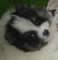 Prince, a male Pomeranian for sale in Stockton, CA – Photo 2 of 9