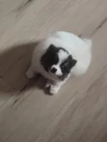 Prince, a male Pomeranian for sale in Stockton, CA – Photo 9 of 9