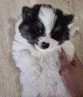 Prince, a male Pomeranian for sale in Stockton, CA – Photo 2 of 5