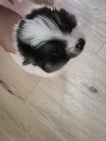 Prince, a male Pomeranian for sale in Stockton, CA – Photo 5 of 5