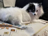 Bijou, a female Pomeranian for sale in Stockton, CA – 2 of 9